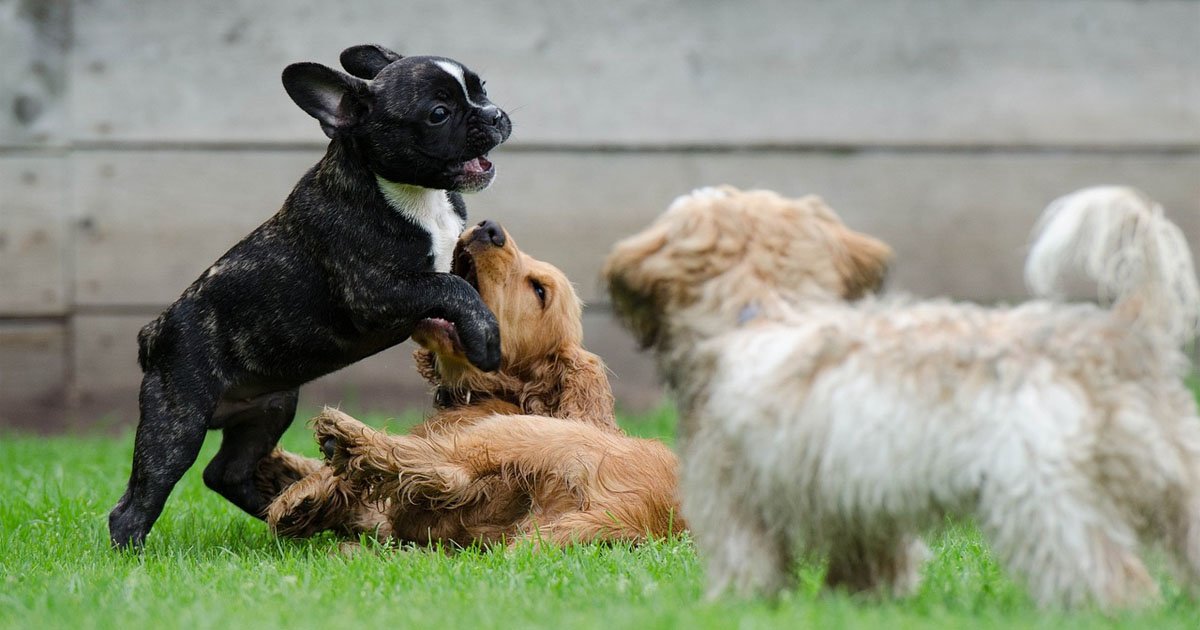 Why Fluffy Frenchies Are Popular And Expensive